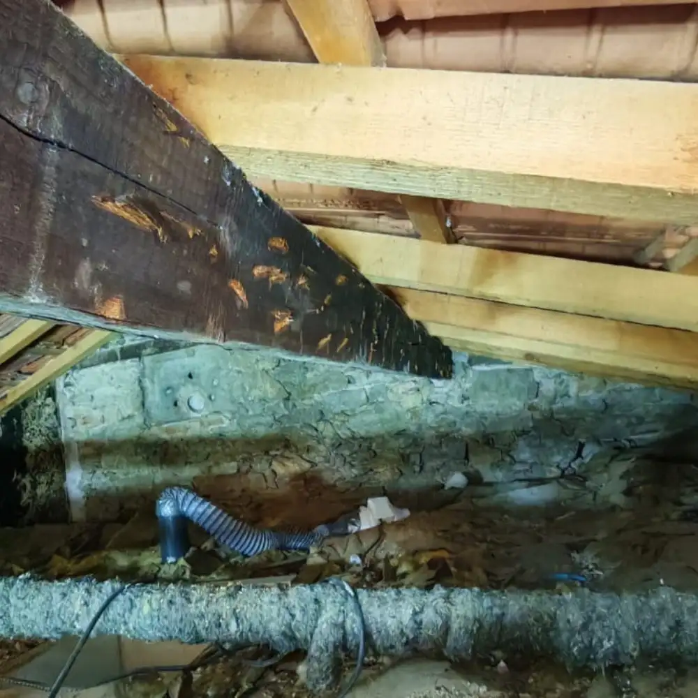 Traitement de charpente contre les insectes � Toulon : prot�ger durablement 